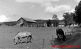 Bauernhof am Maridalsvann Juni 1942